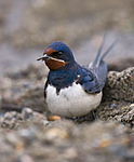 BB 09 0282 / Hirundo rustica / Låvesvale